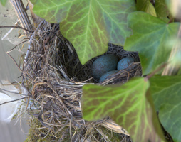 Ein Amselnest im Efeu mit Eiern © Kumpfmüller