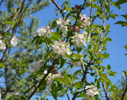 Malus sylvestris Holzapfel ©Kumpfmüller