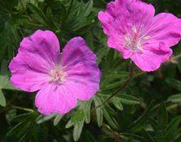 Geranium sanguineum - Blutroter Storchschnabel © Polak