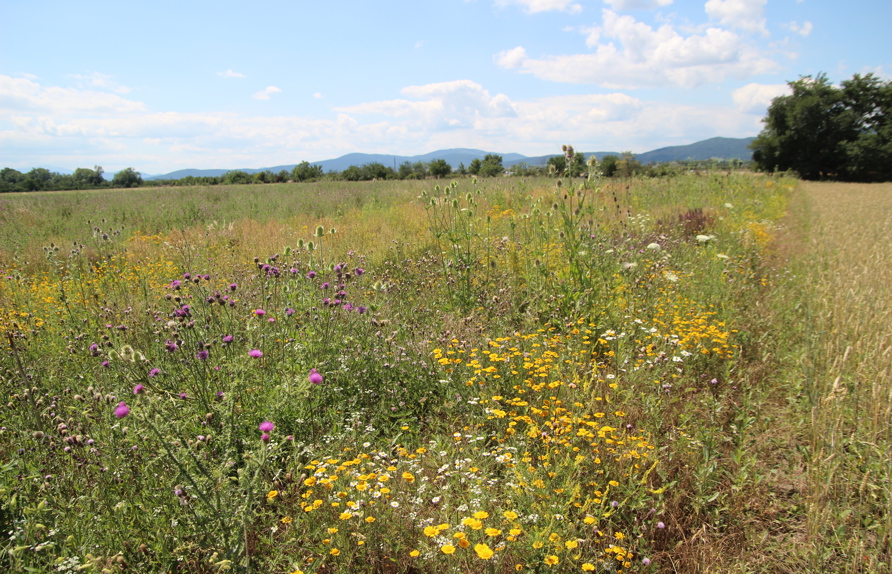 Die Blühflächen ziehen sich in einer Breite von sechs Metern die Ackerparzellen entlang (c) Rudi Schmid