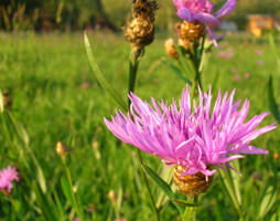 Centaurea jacea - Wiesen-Flockenblume © Polak