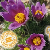 20 Jahre Vermehrung heimischer Wildpflanzen - Gärtnerei Institut Hartheim