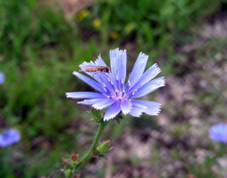 Schwebfliege auf Wegwarte © Kumpfmüller
