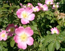 Rosa rubiginosa Wein-Rose © Lugmair