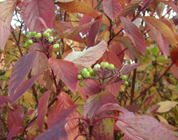 Cornus sanguinea Roter Hartriegel © Kumpfmüller