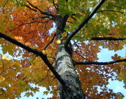 Acer platanoides Spitzahorn © Kumpfmüller